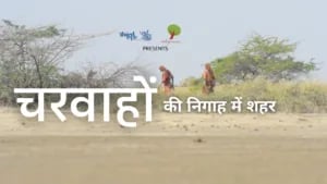 चरवाहों की निगाह में शहर